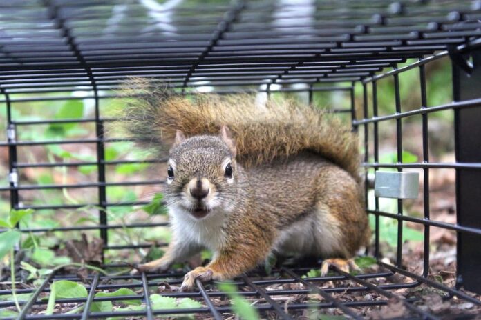 squirrel removal in Houston