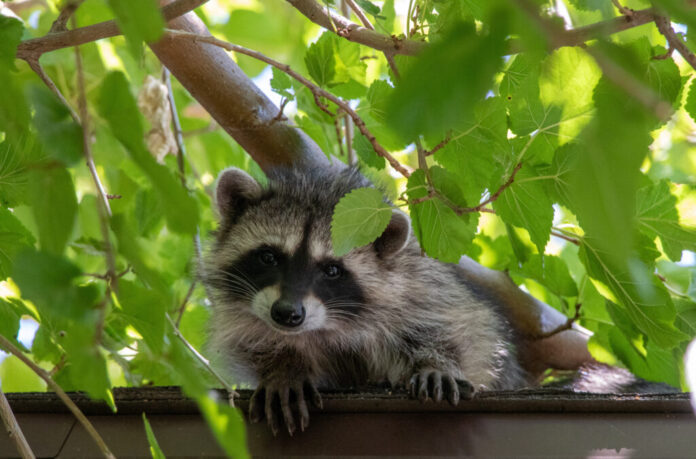 Raccoon Removal in Houston