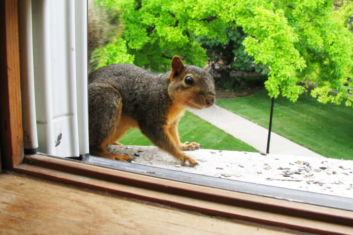 squirrel removal
